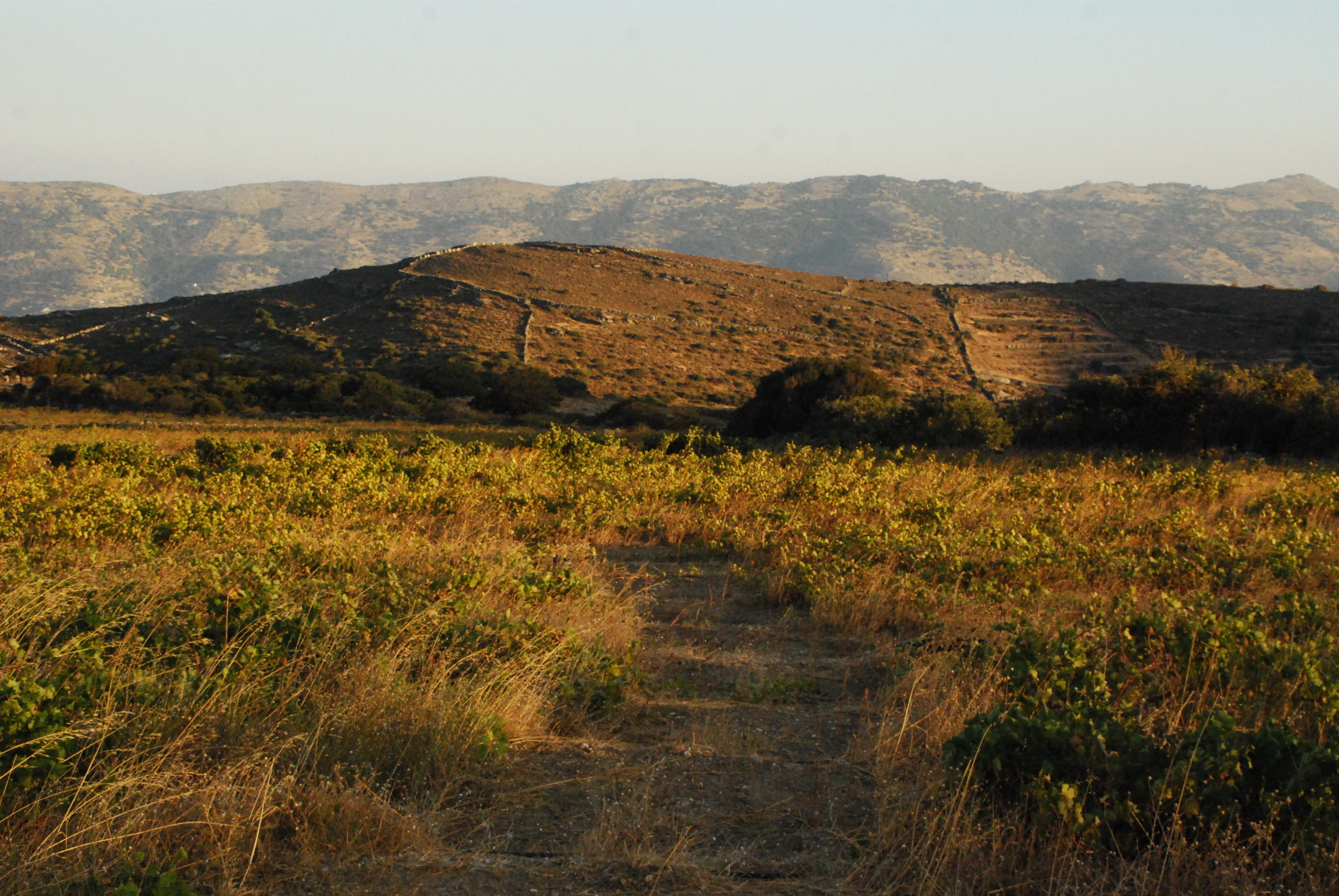 Vineyard