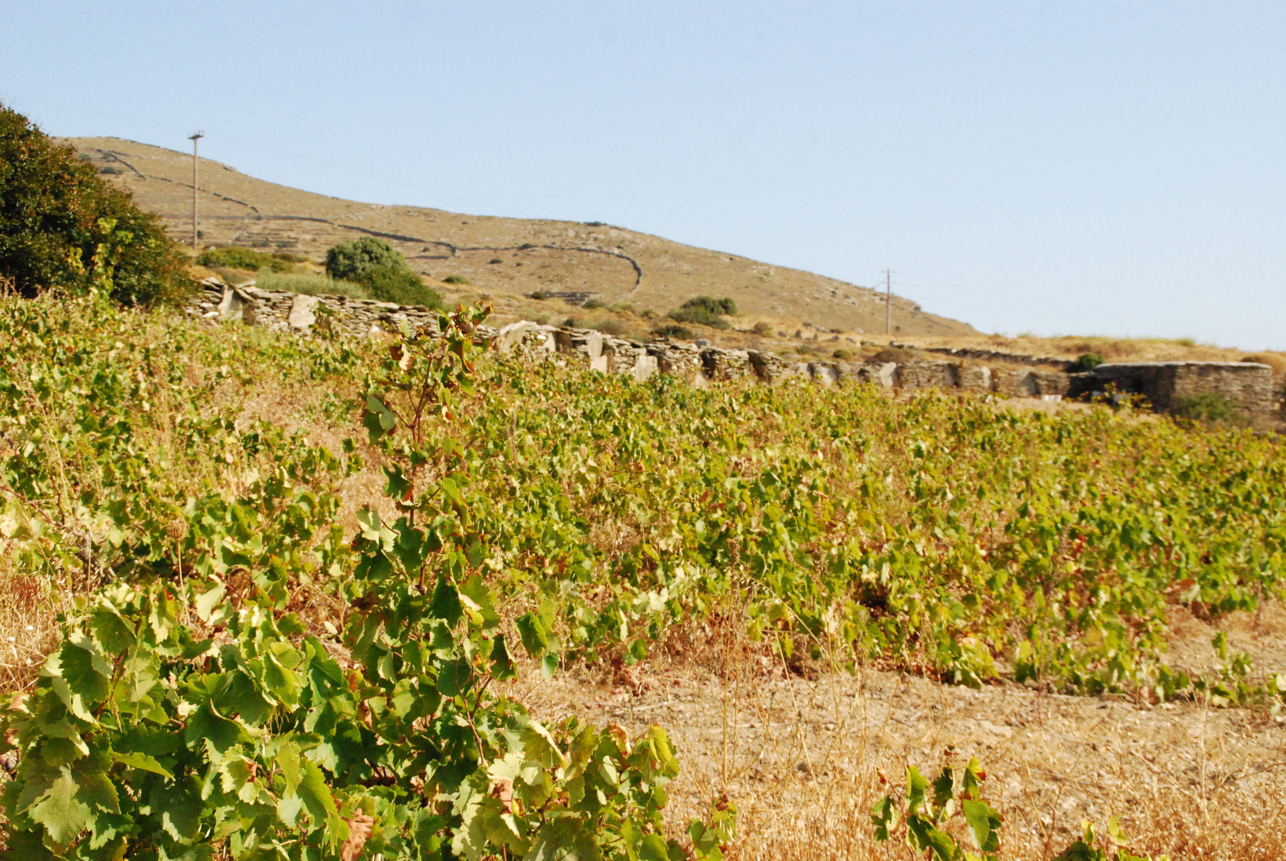 vineyard