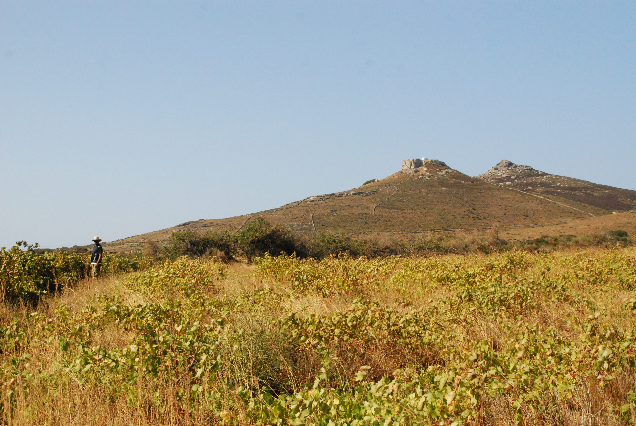 Vineyard 1
