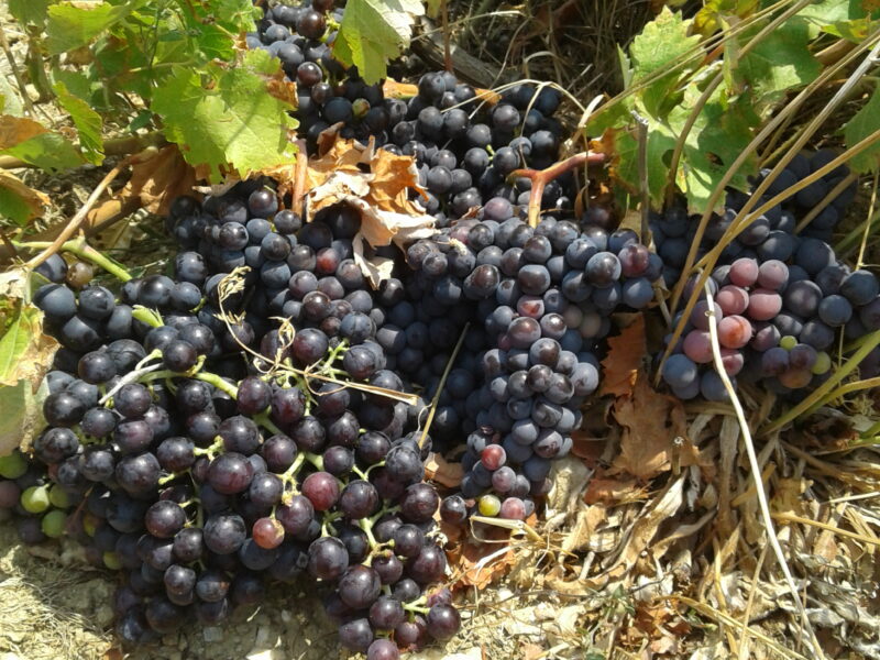 grape harvest
