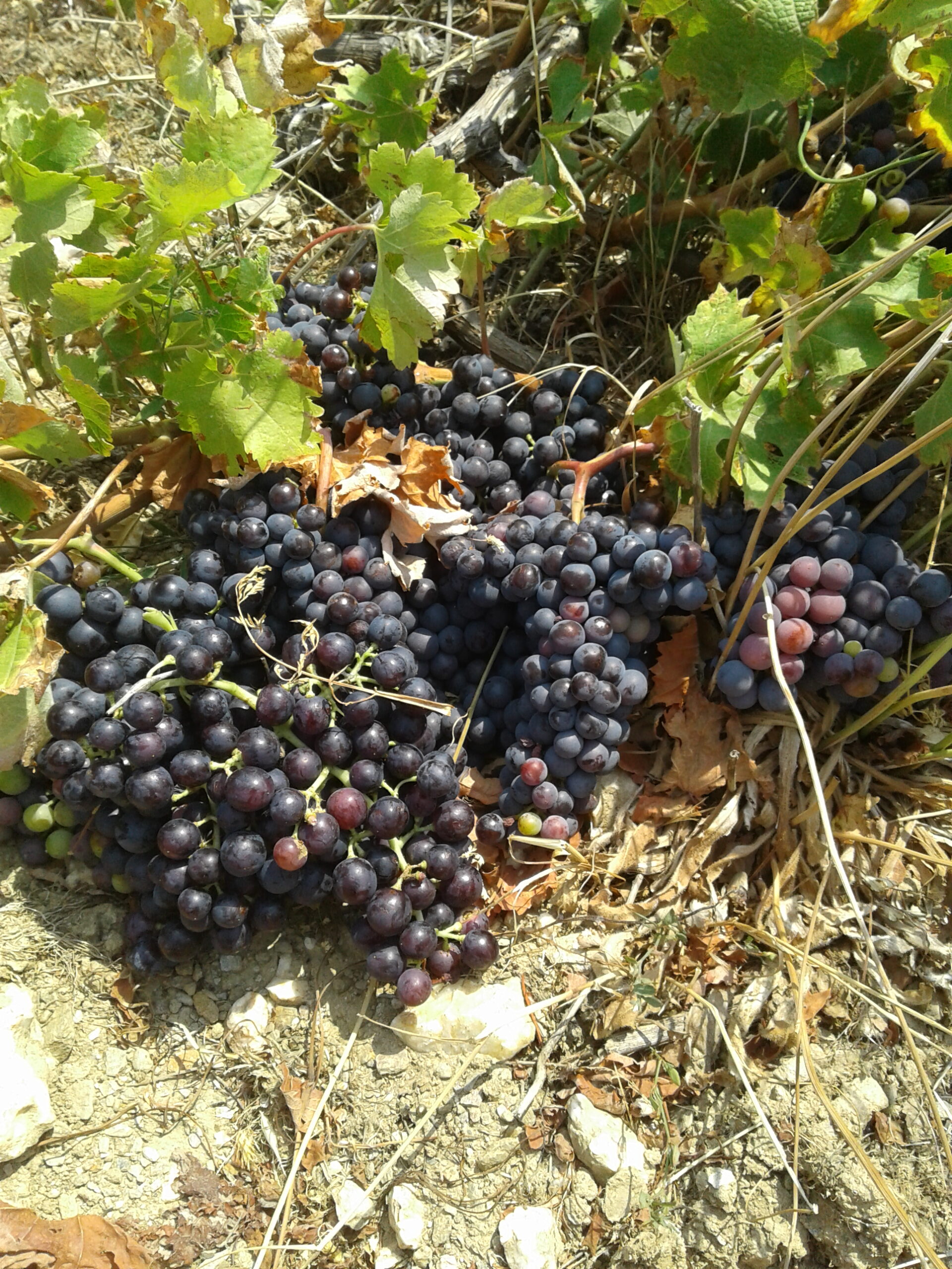 grape harvest